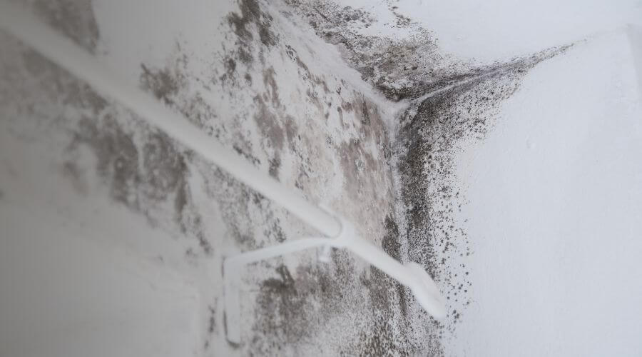 Why choose water damage restoration service for commercial water damage restoration in Tampa